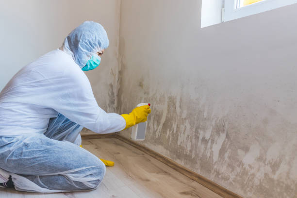 Licensed Mold Remediation service in Wilmington, MA - 24 Hour Mold Removal