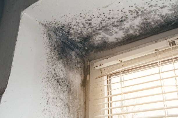 Affordable Mold Remediation solutions in Wilmington, MA